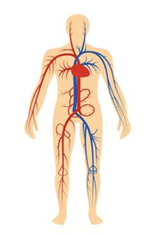 illustration of the central nervous system 