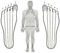 drawing of zones on feet