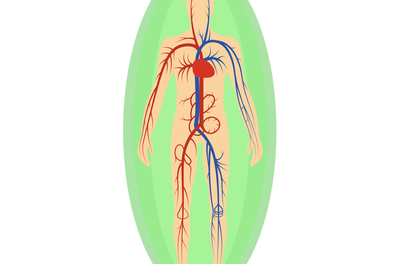 illustration of green circles extending out from a body showing its circulatory system