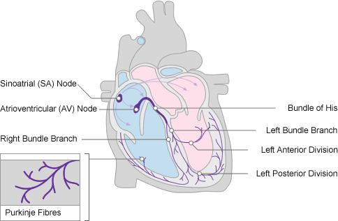 Diagram of the heart showing the cardiac conduction system