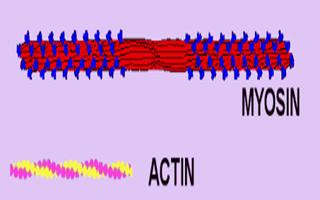 Diagram of Actin and Myosin Molecules